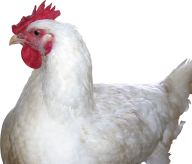 Chicken Head Png