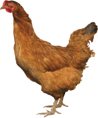 Chicken Png For Web Designing