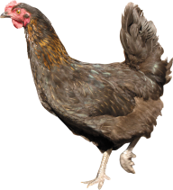 Chicken Png Website