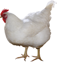 Chicken Png White Color