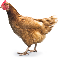 Chicken Side Png