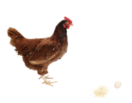 Chicken With Egg Png