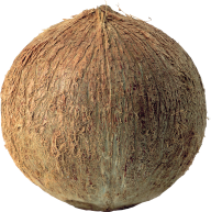 coconut png free download 13