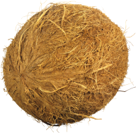 coconut png free download 16
