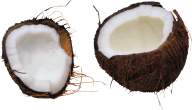 coconut png free download 2