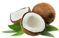 coconut png free download 26