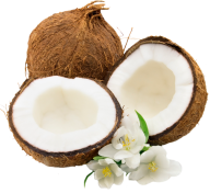 coconut png free download 27