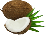 coconut png free download 8