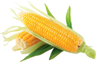 corn png free download 14