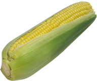 corn png free download 19