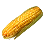 corn png free download 24