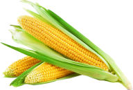 corn png free download 25