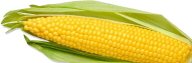 corn png free download 26