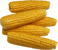 corn png free download 29