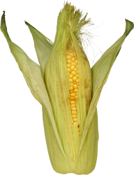 corn png free download 30