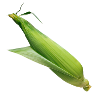 corn png free download 31