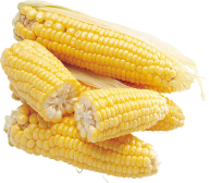 corn png free download 34