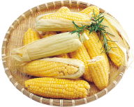 corn png free download 38