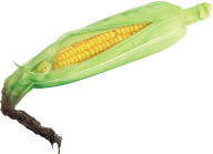 corn png free download 4