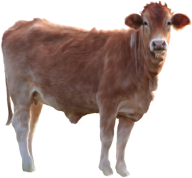 Cow Calf png
