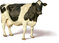 Cow Looking Png