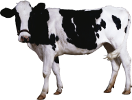 Cow Png Free Download