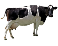 Cow Png Free