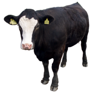 Cow Png Image