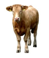 Cow Png with Message