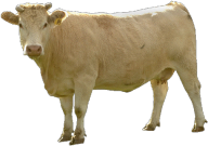Cow Png