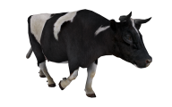 Cow Walking Png