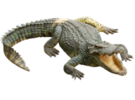 Crocodile Clipart Png