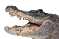 Crocodile Face Png for Web