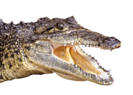 Crocodile Face Png