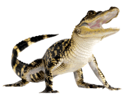 Crocodile Looking at you Png Image