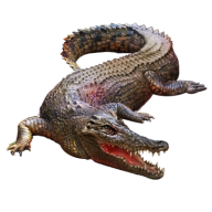 Crocodile Png clipart