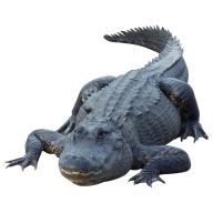 Crocodile  Png for Web