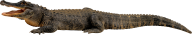 Crocodile Png Side View