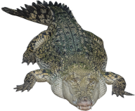 Crocodile Png Sleeping