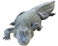 Crocodile Png walking