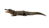 Crocodile Png Web Designing