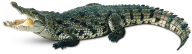 Crocodile Png