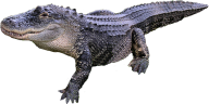 Crocodile Side View Png