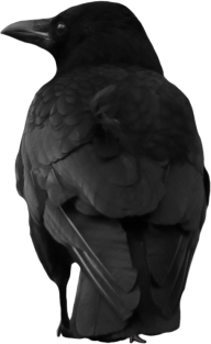 Crow Back View Png for Web Site