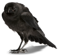 Crow Clipart Png