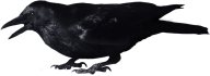 Crow Flying Png