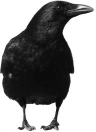 crow For Web