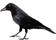 Crow Looking for Food Png