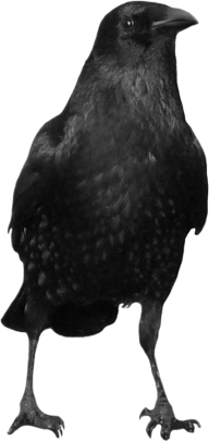 Crow Looking Png