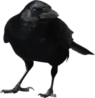 Crow Looking You Png